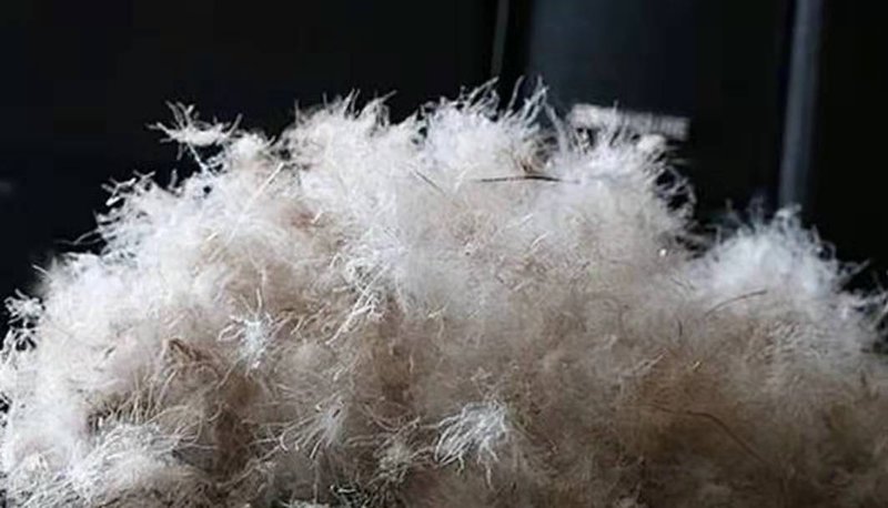深入探究：不同种类的羽绒填充料，哪一种更胜一筹？